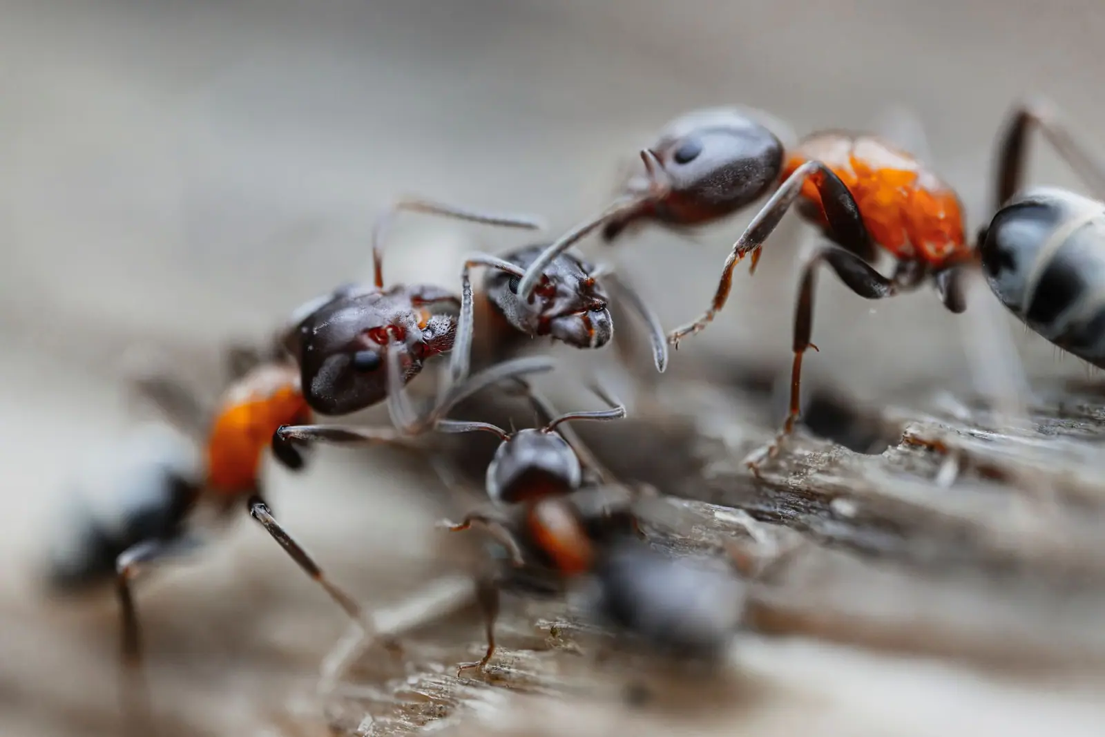 Several ants gathered close together on a piece of wood