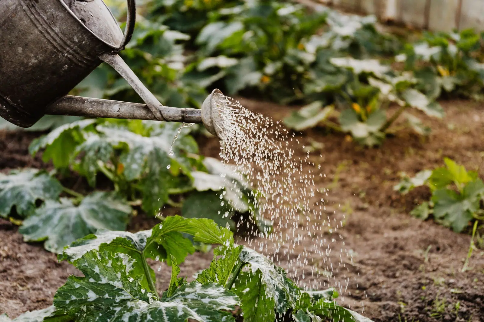 A metal watering can pouring water over squash plants in a garden bed