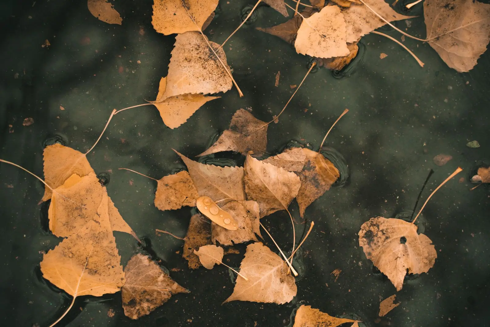 Fallen brown leaves floating on dark water