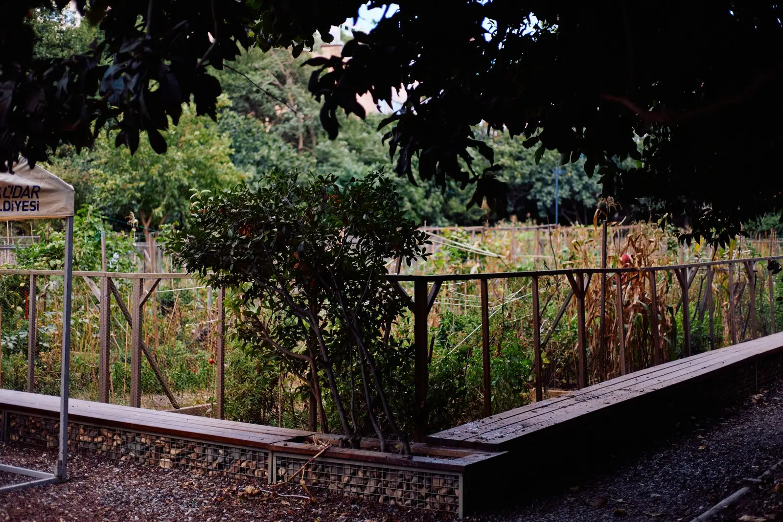 A garden enclosed by a tall metal fence with raised beds inside
