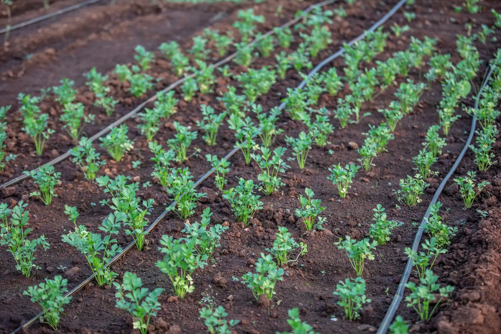 Black drip-irrigation lines running beside rows of plants in soil