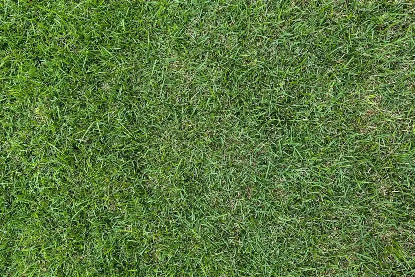 A close top-down view of thick green lawn grass