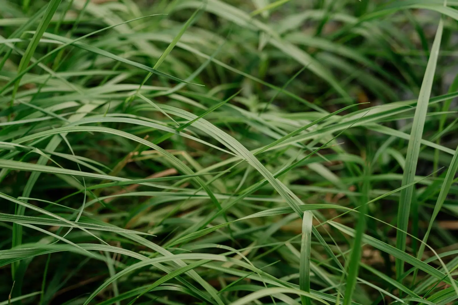 A close view of long, healthy grass blades