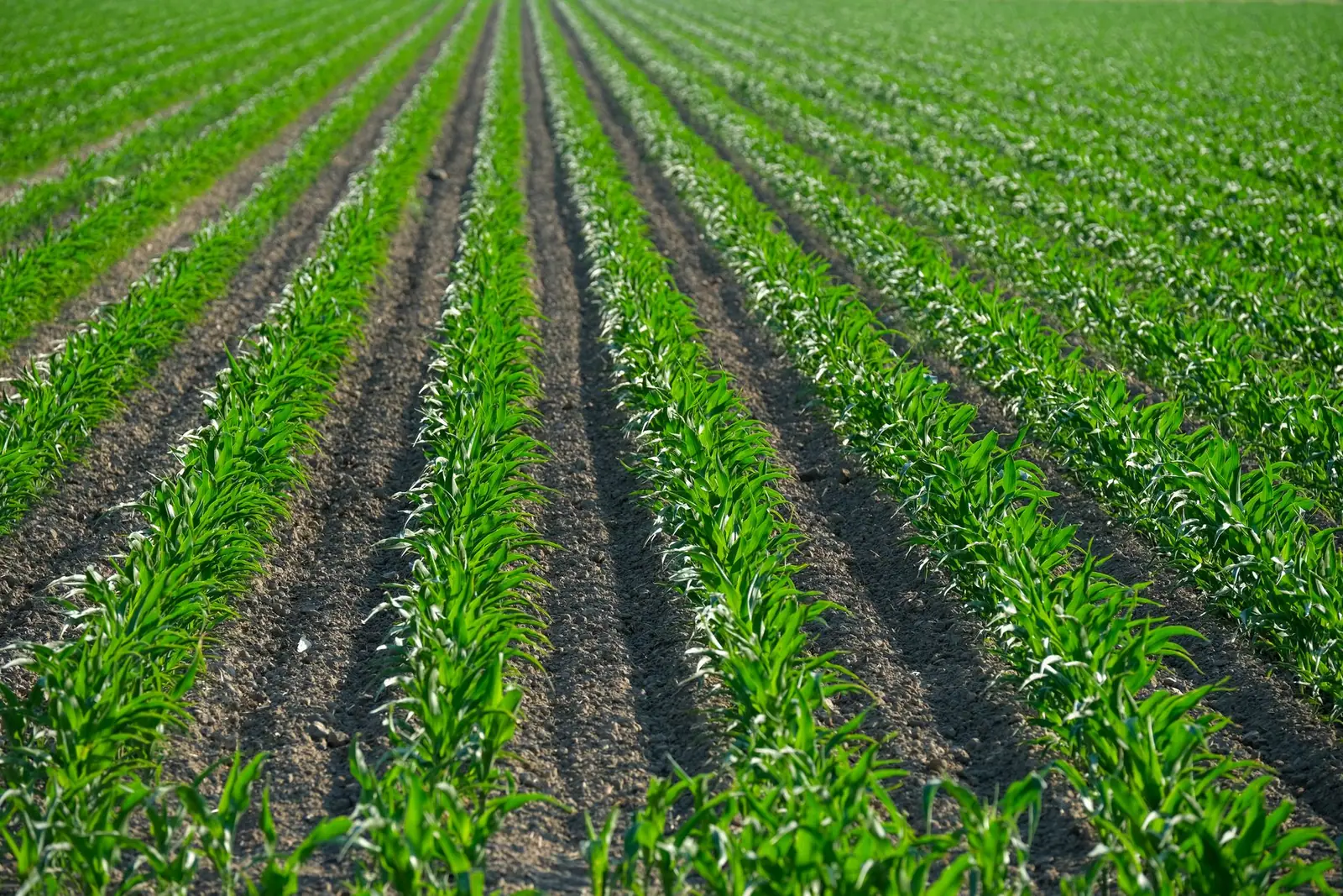 Rows of green maize growing on farmland