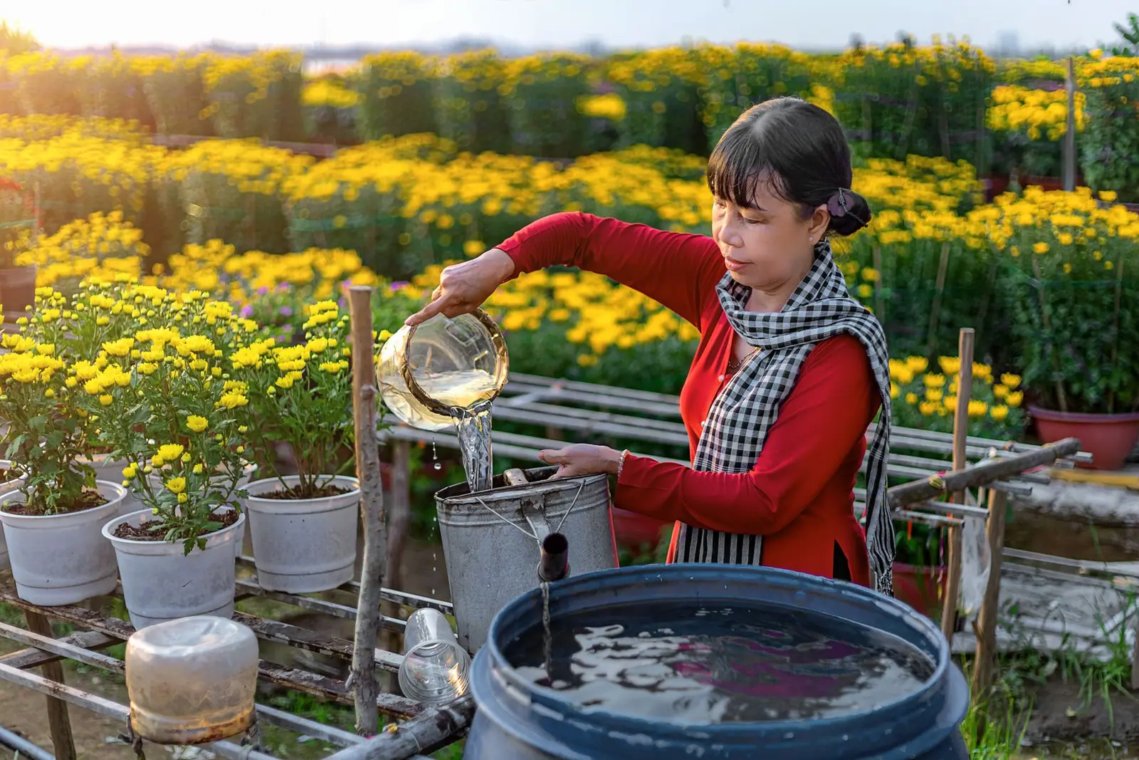A woman filling a watering can from a large water barrel in a flower nursery