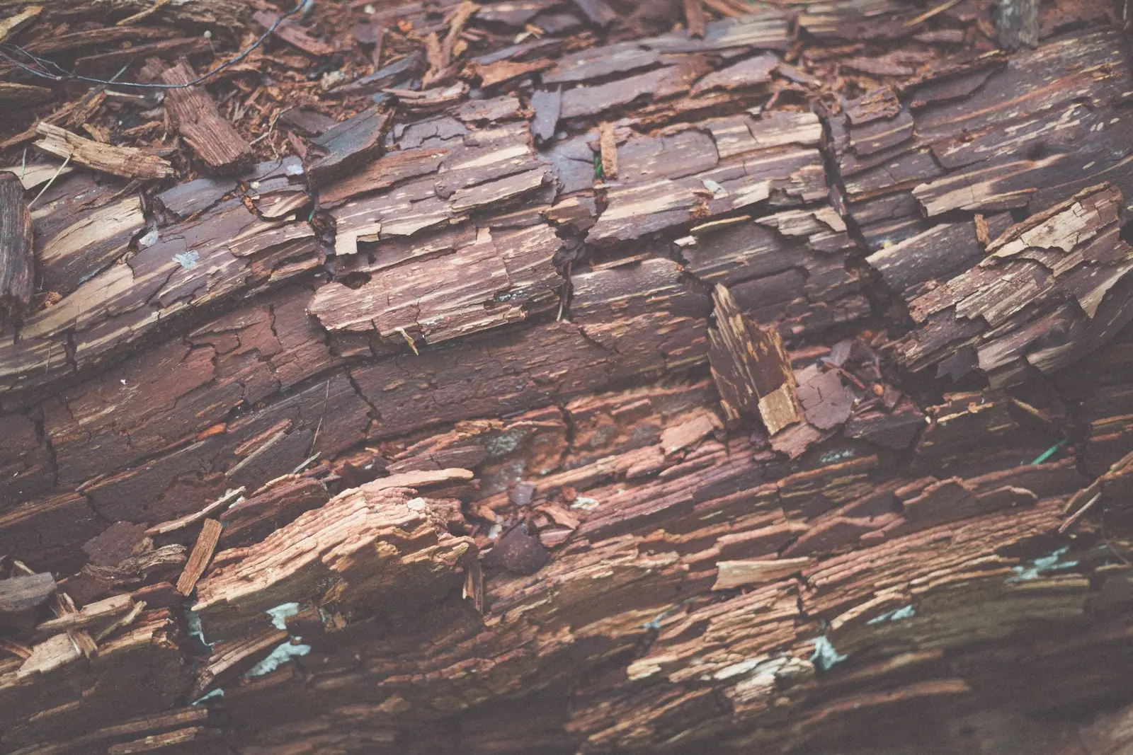 A decaying log with its wood split and crumbling